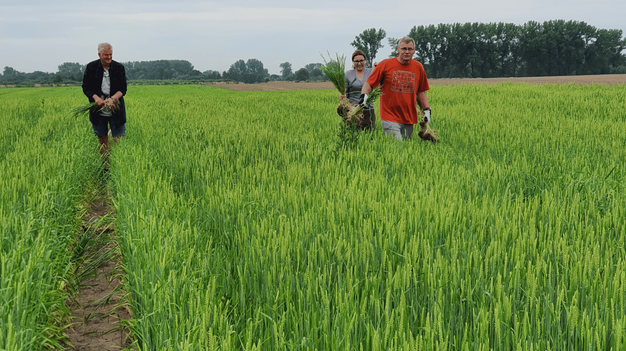  Pomiary biometryczne na jęczmieniu